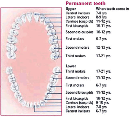 Affinity-Dental-Permananent-Teeth