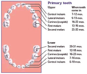 Baby teeth primary teeth